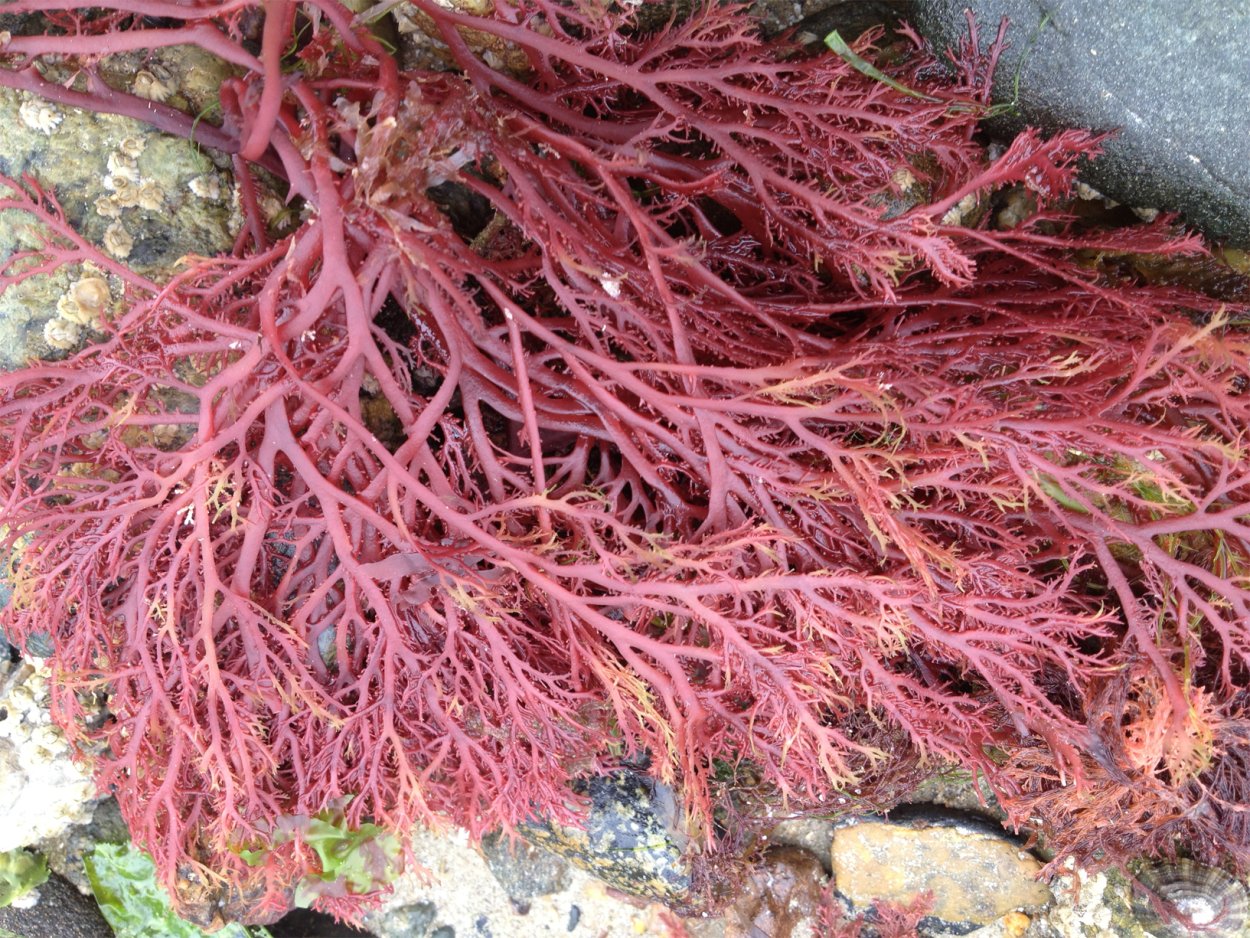 Красные водоросли Филлофора
