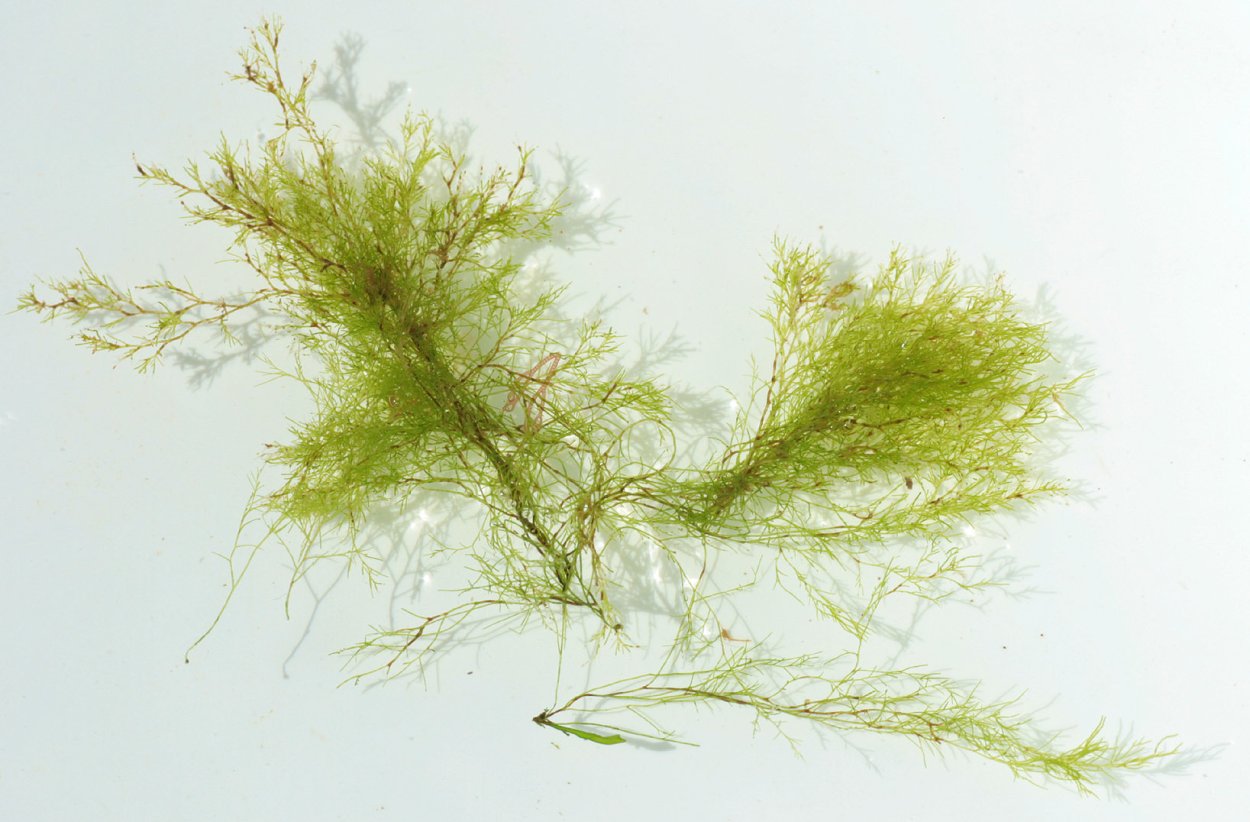 Красные водоросли полисифония