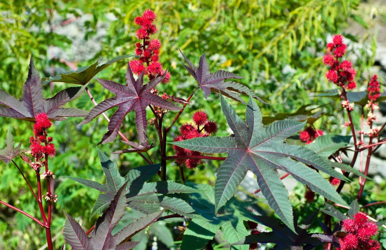 Клещевина Ricinus communis