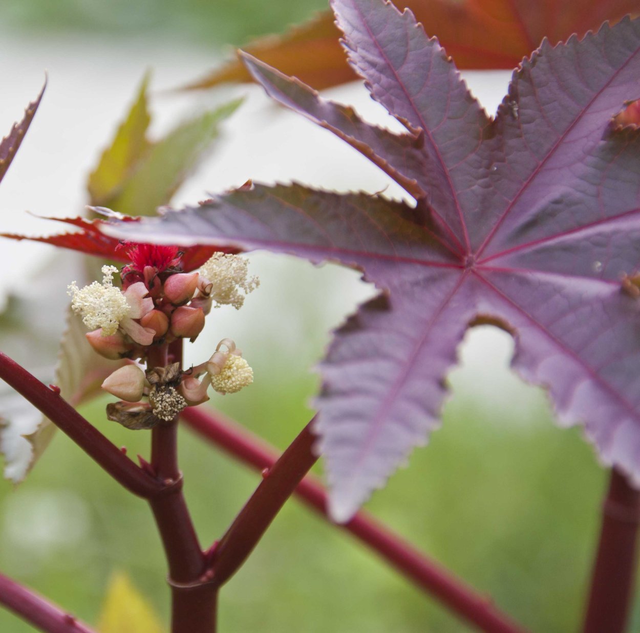 Клещевина недотрога