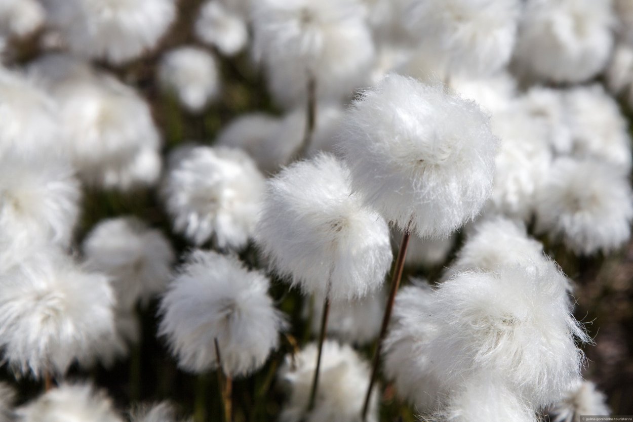 Фон одуванчики