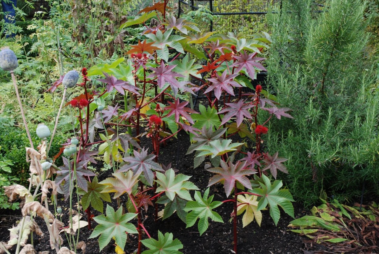 Ricinus communis изгородь