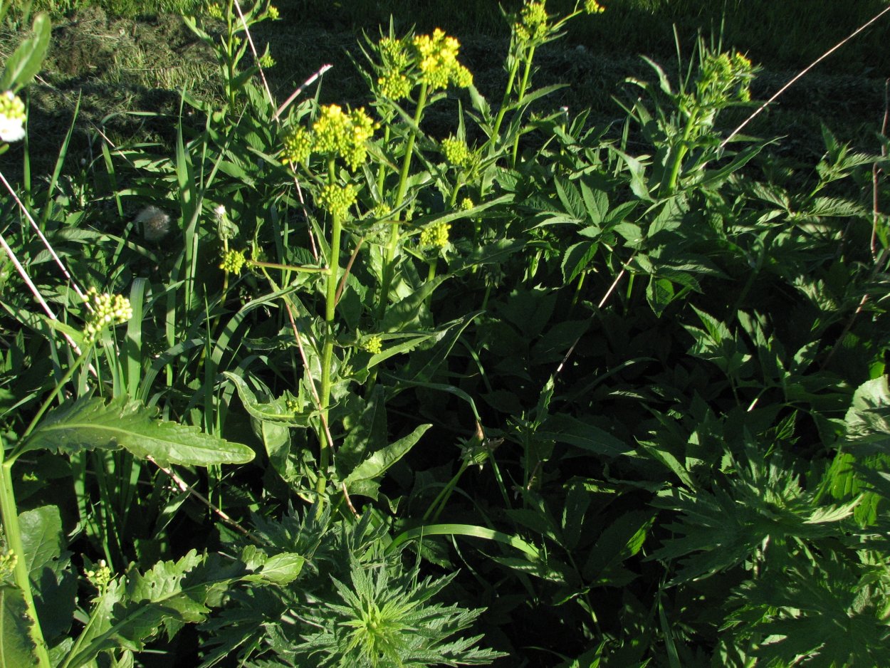 Горчица Полевая сурепка