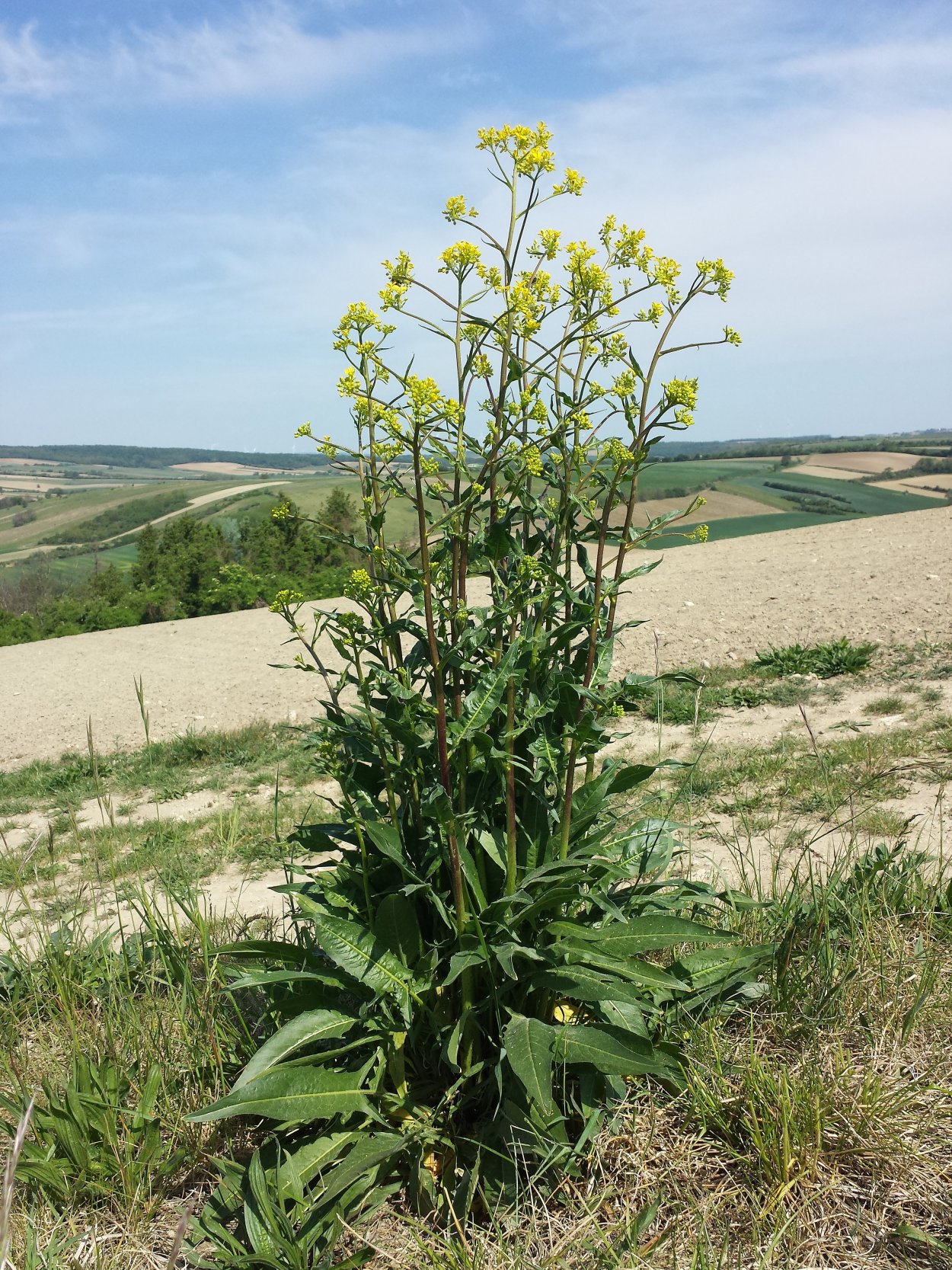 Сурепка свербига Восточная
