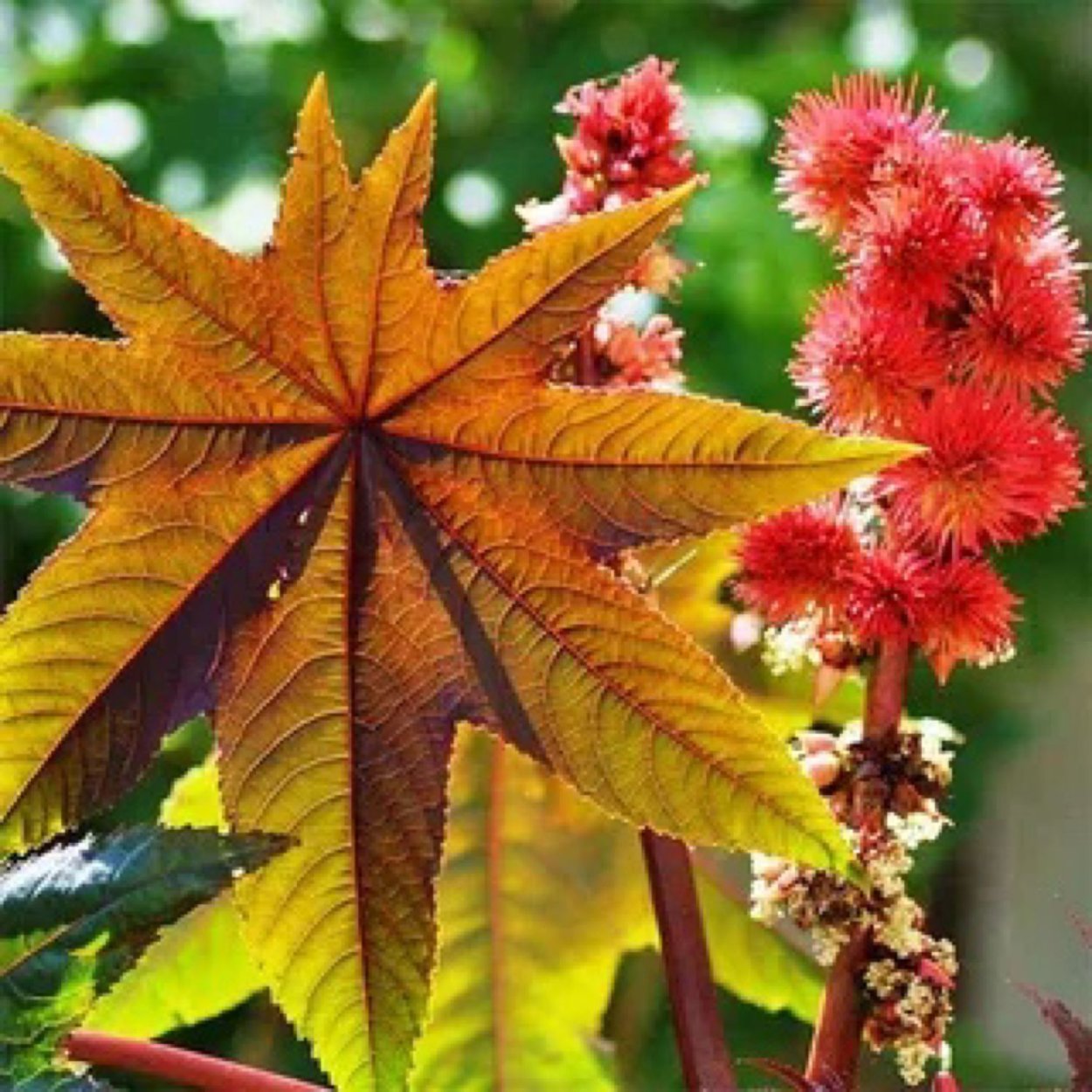 Клещевина рицин