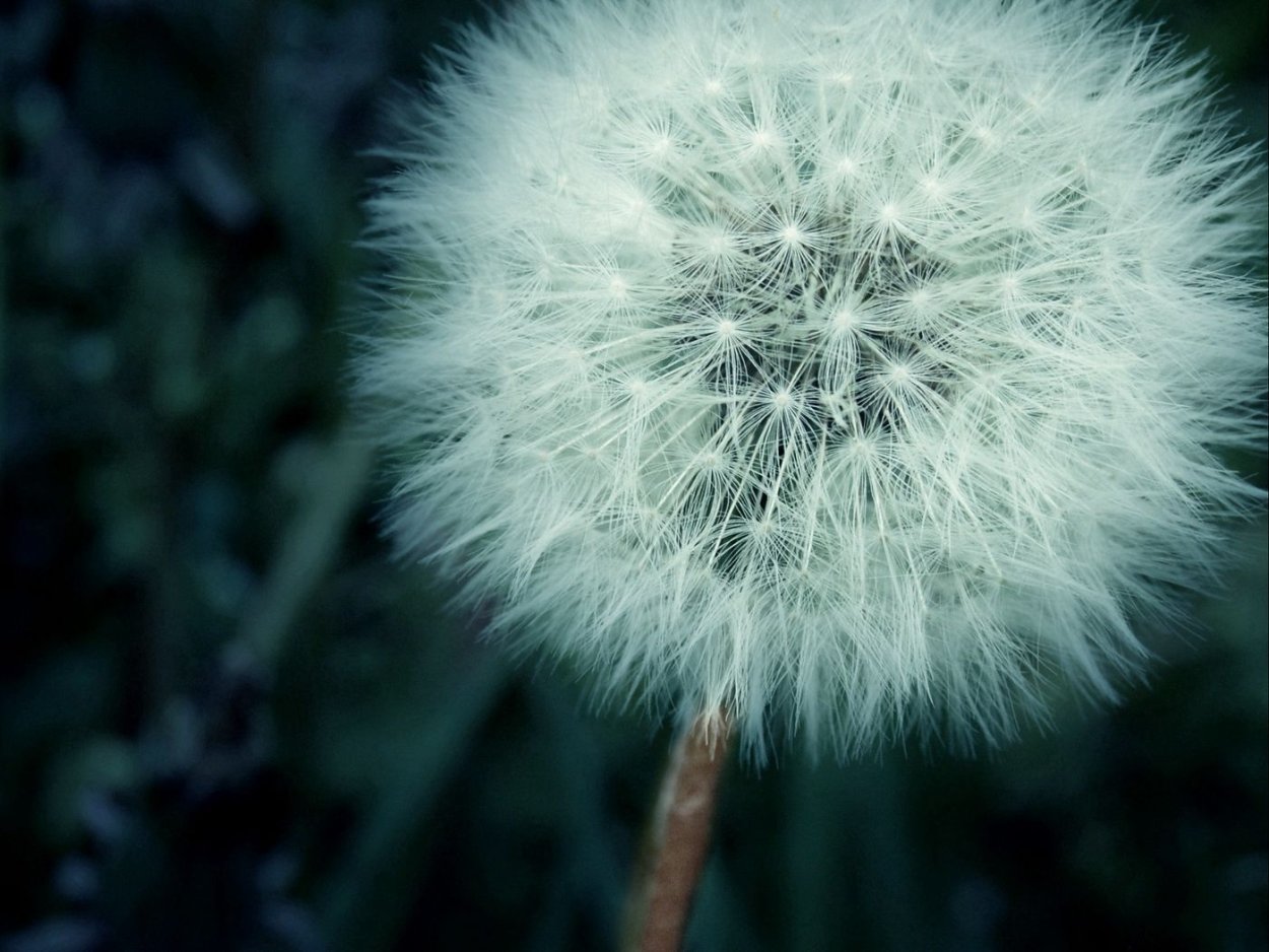 Картинки на рабочий стол одуванчики