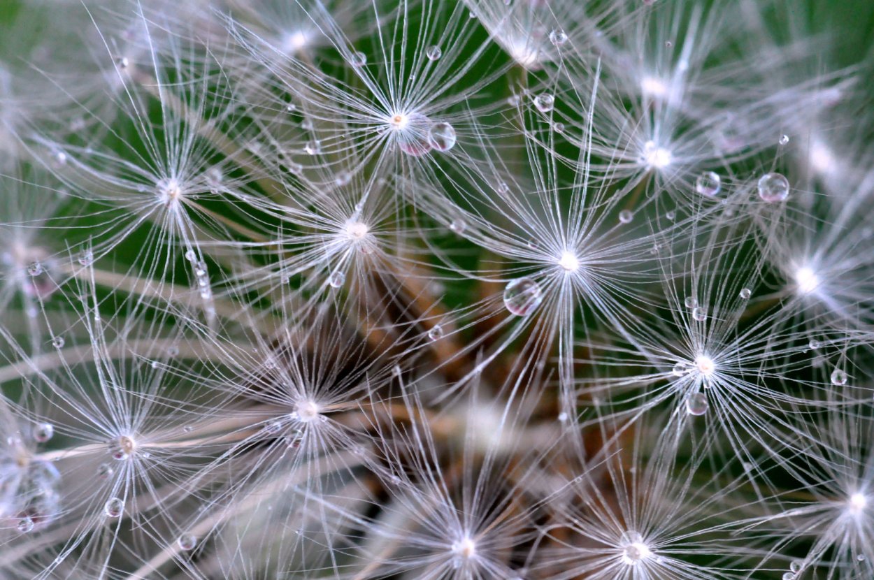 Татарник пух