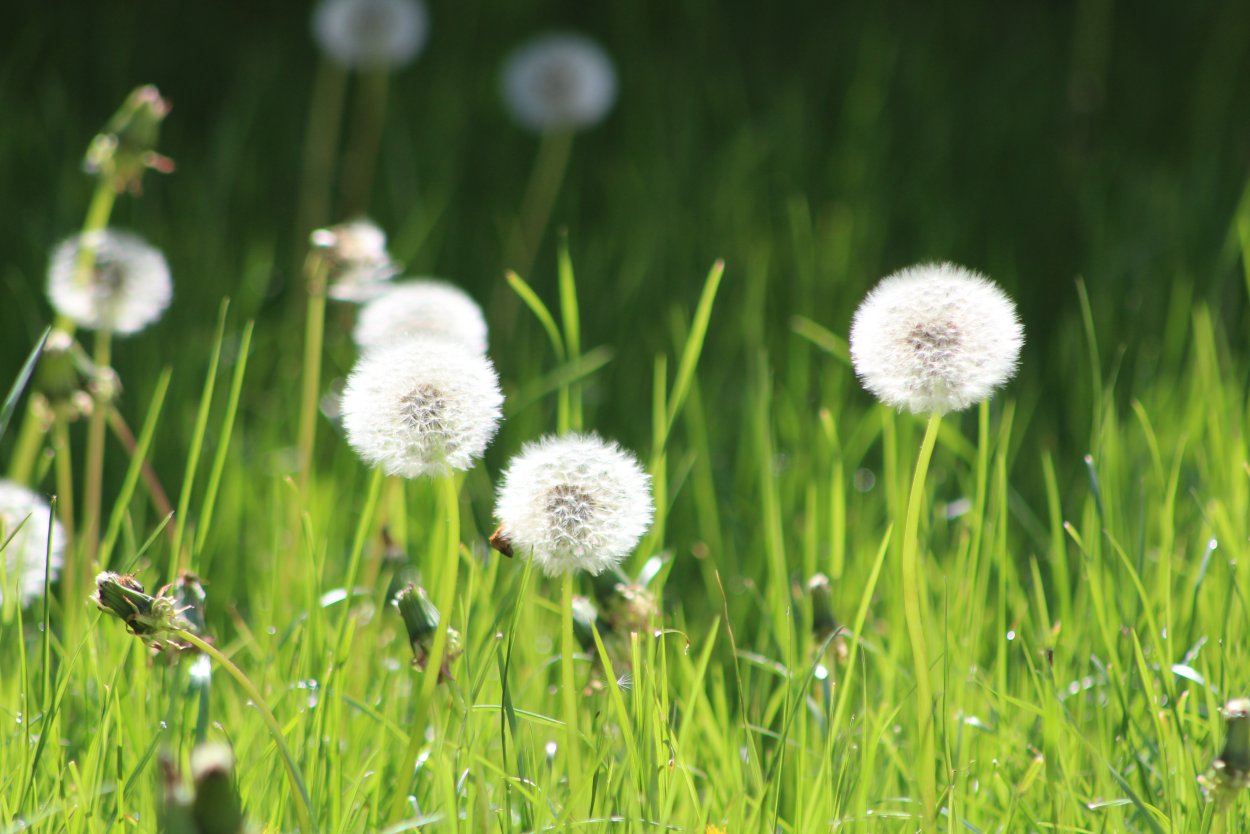 Анемохория одуванчик