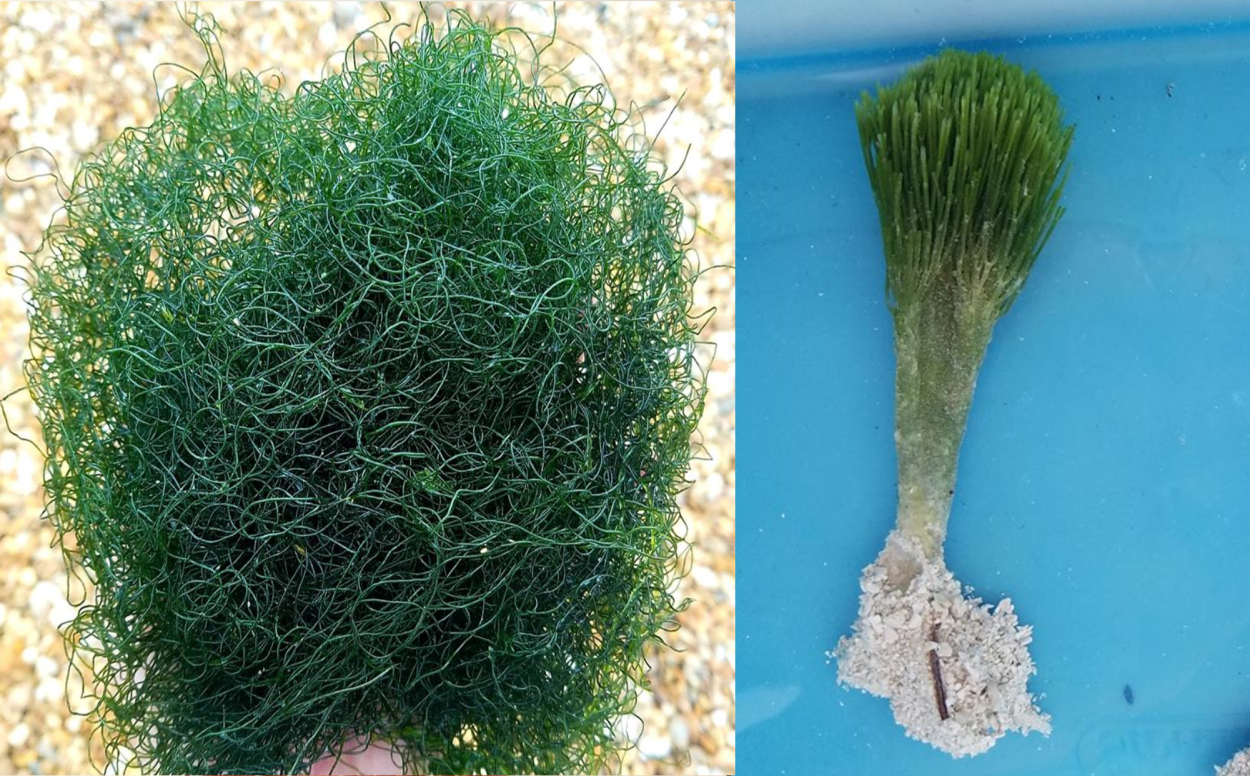 Бородатая водоросль – цистозейра