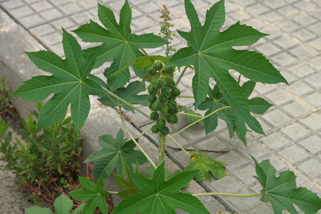 Клещевина зеленая