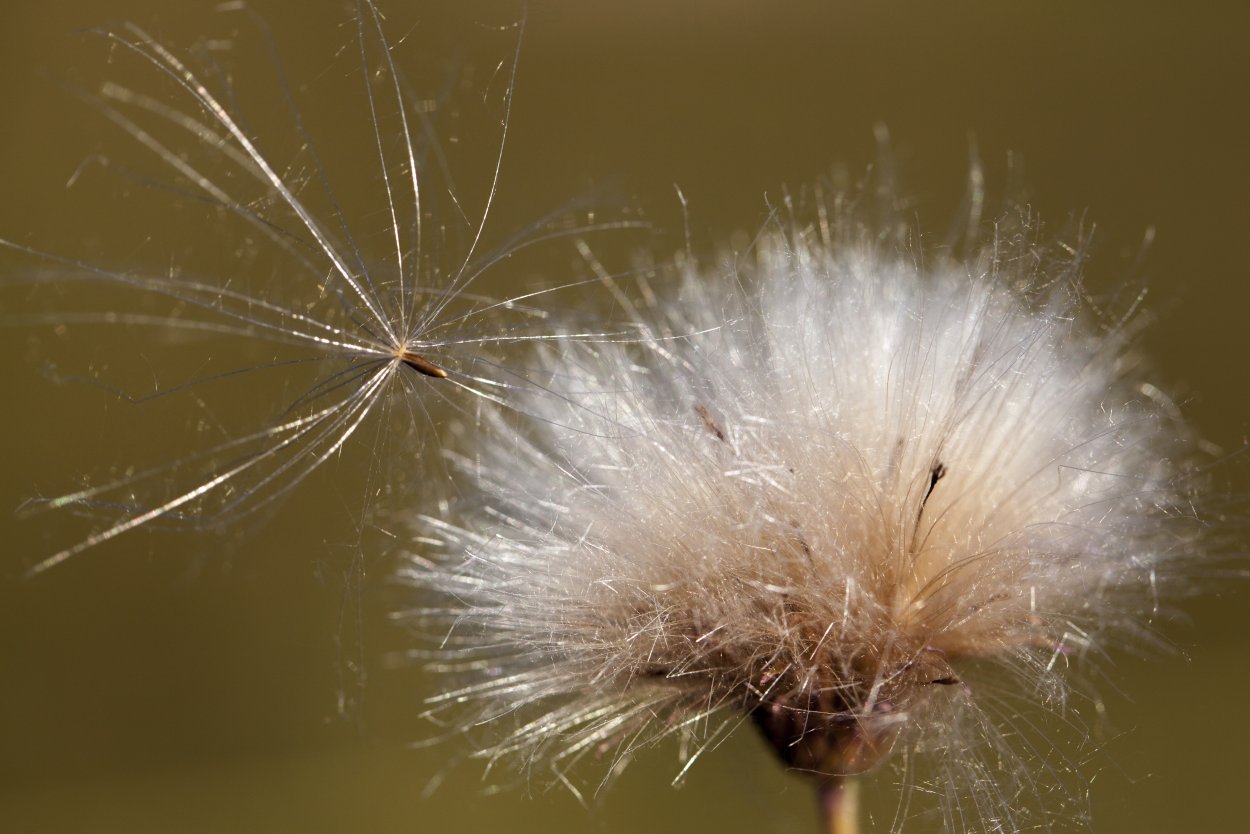 Растение с пушистыми цветами