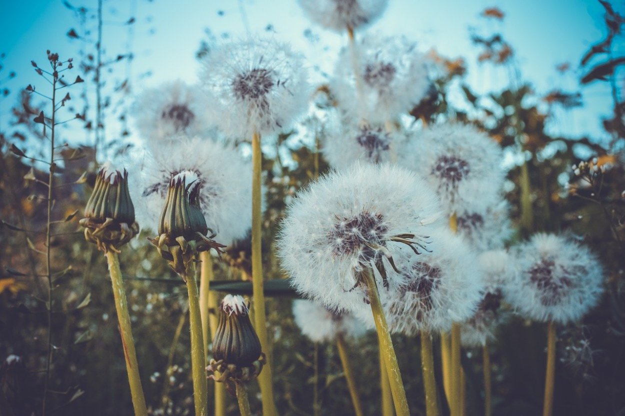 Одуванчик на ветру