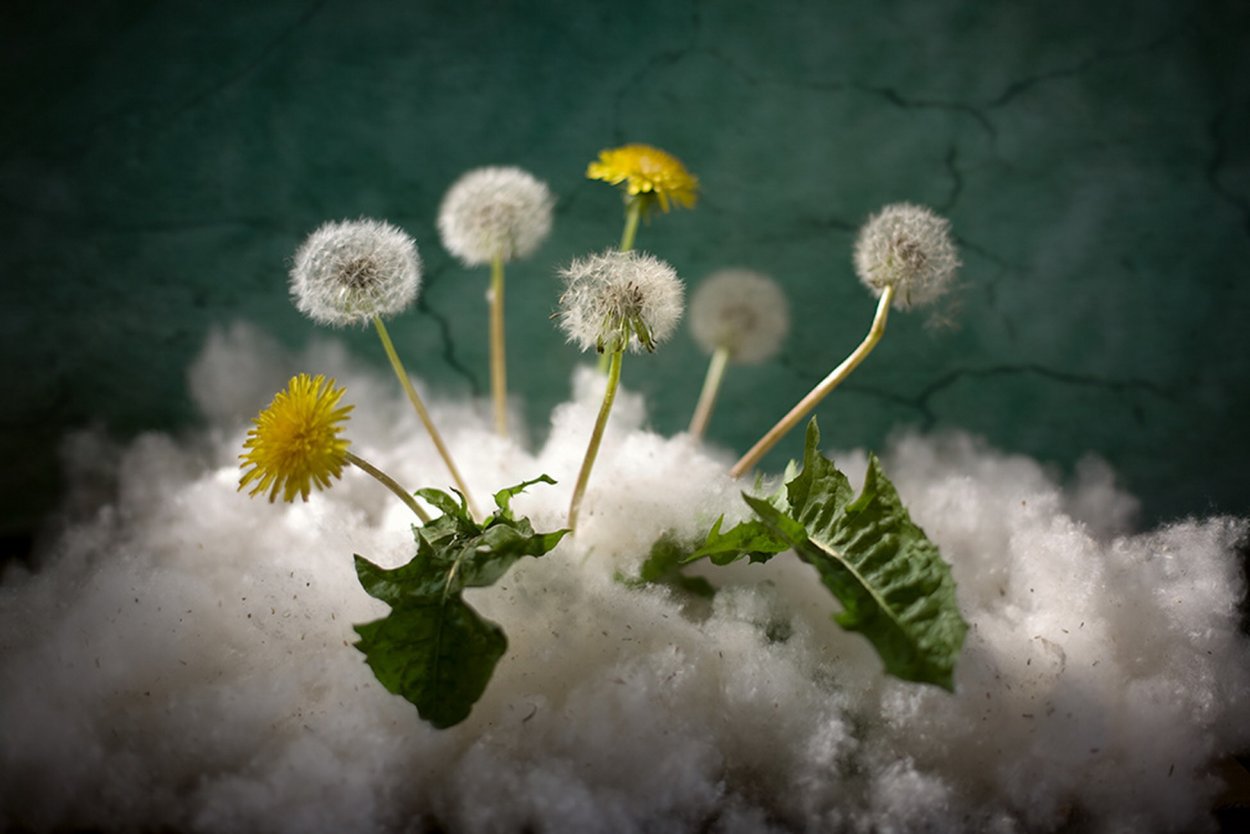 Хлопчатник коротковолокнистый