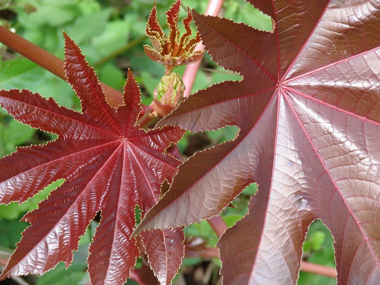 Клещевина Ricinus communis