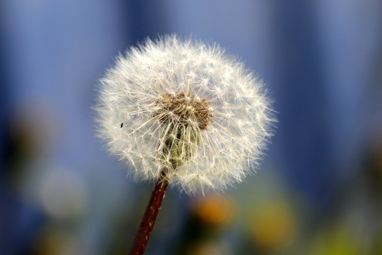Парашютики одуванчика