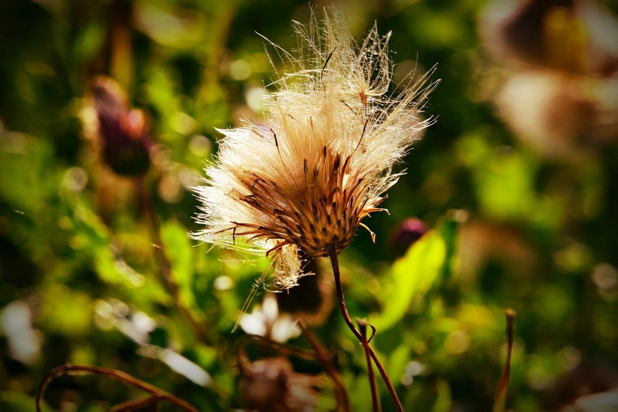 Пушинки одуванчика