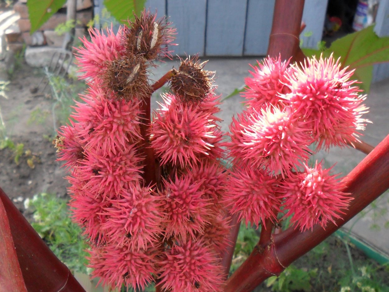 Клещевина обыкновенная плоды