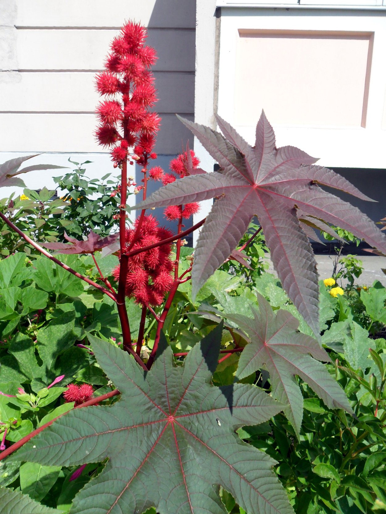 Клещевина Ricinus communis