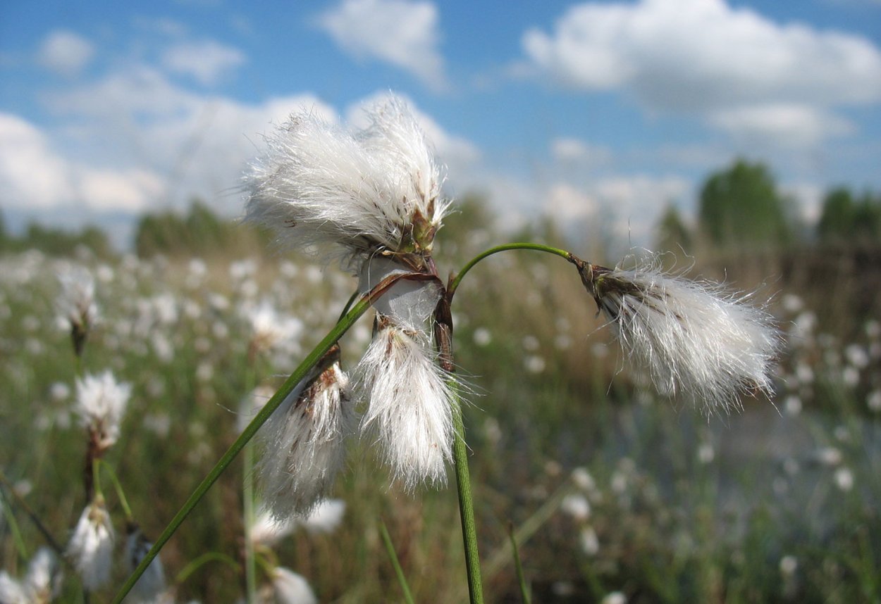Пушица в букете