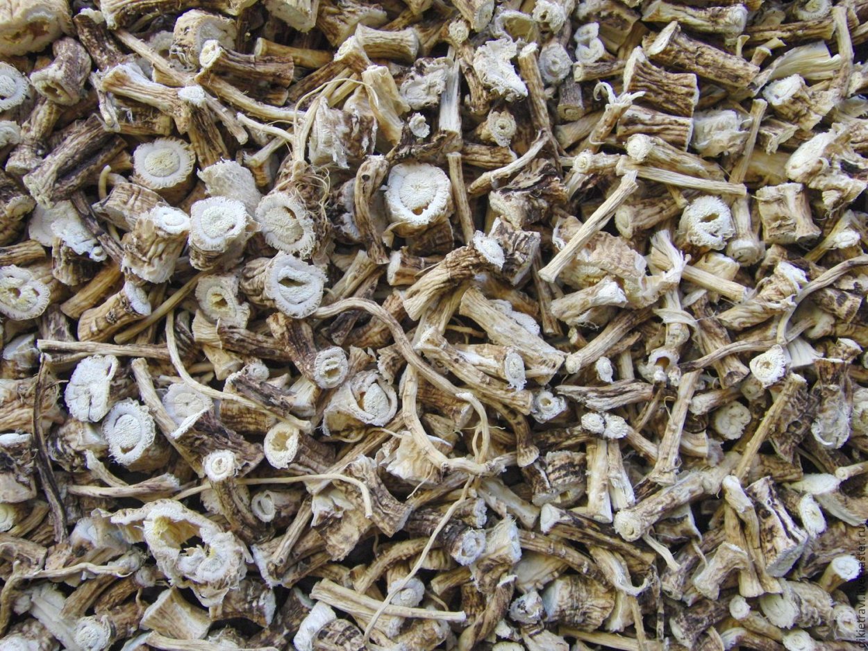 Сергибус корень