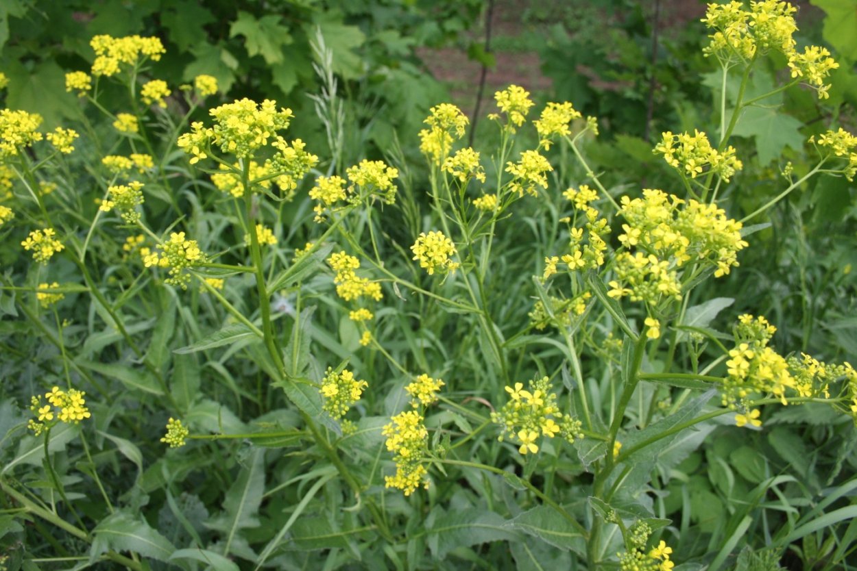 Серга Восточная Плантариум.