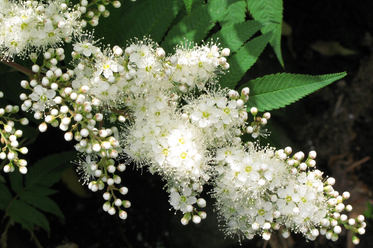 Семена похожие на одуванчик