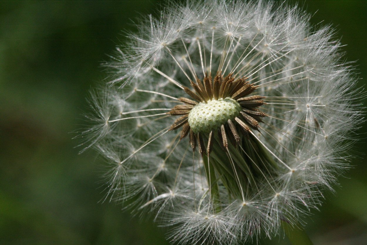 Чертополох пух