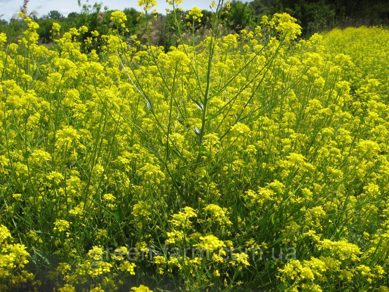 Трава свербига Восточная