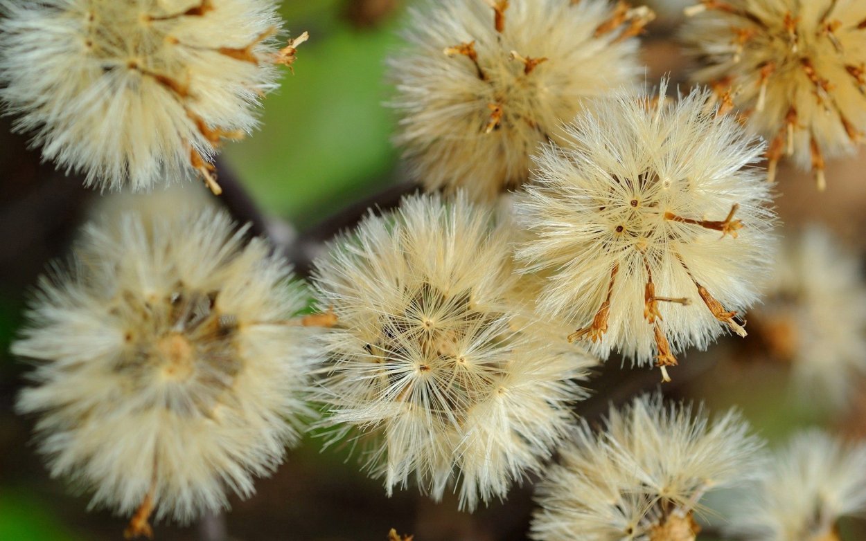 Плод одуванчика семянка