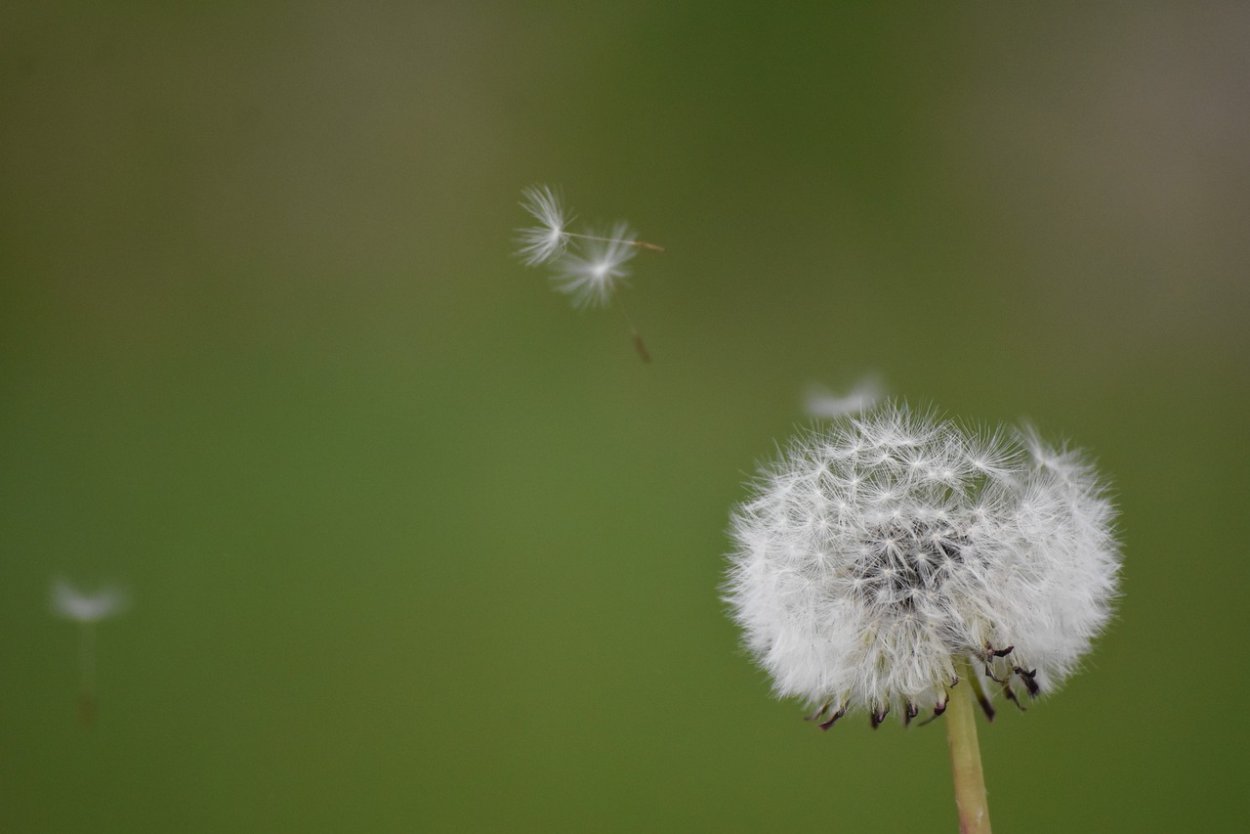 Таволга шиповник