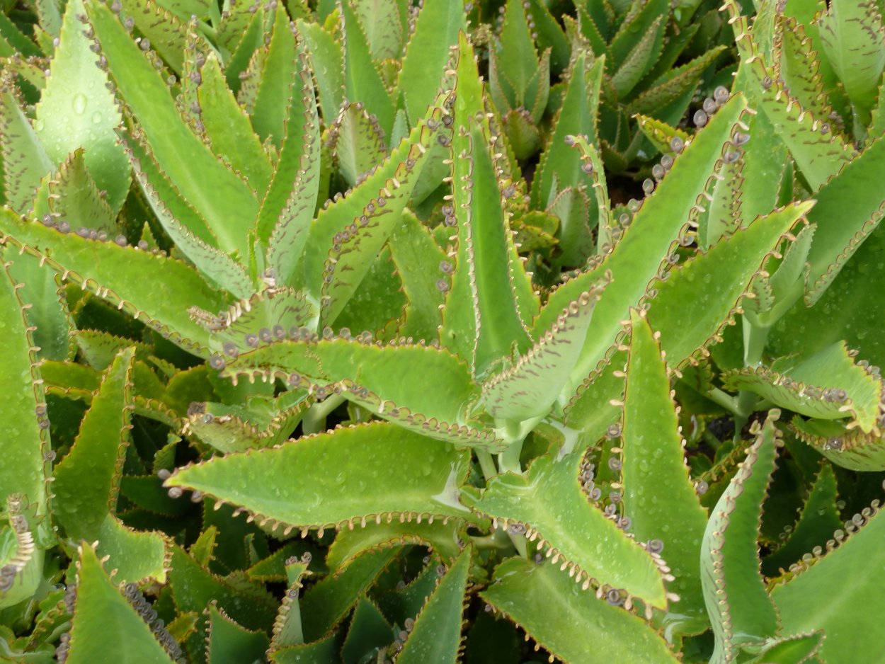 Каланхоэ лекарь