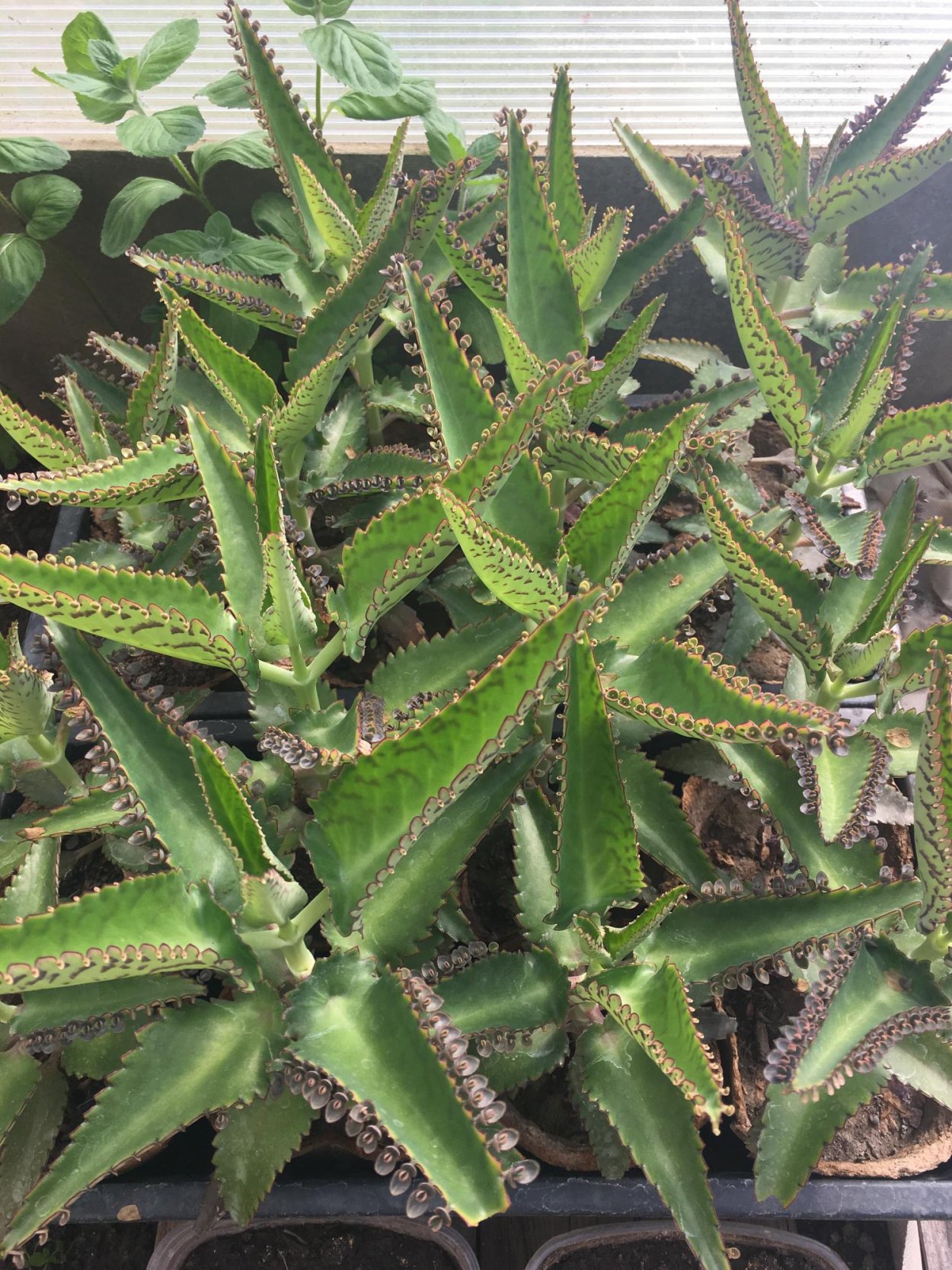 Каланхоэ пильчатолистное (Kalanchoe serratifolium)