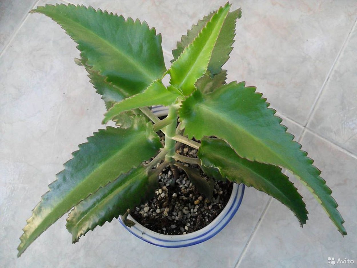 Цветок каланхоэ лечебный