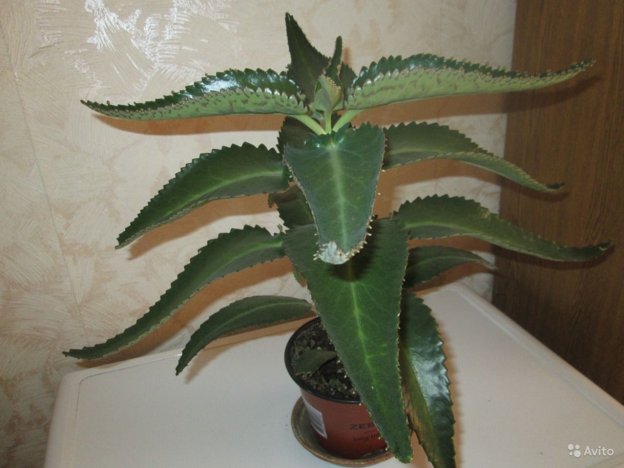 Каланхоэ Дегремона и перистое от насморка