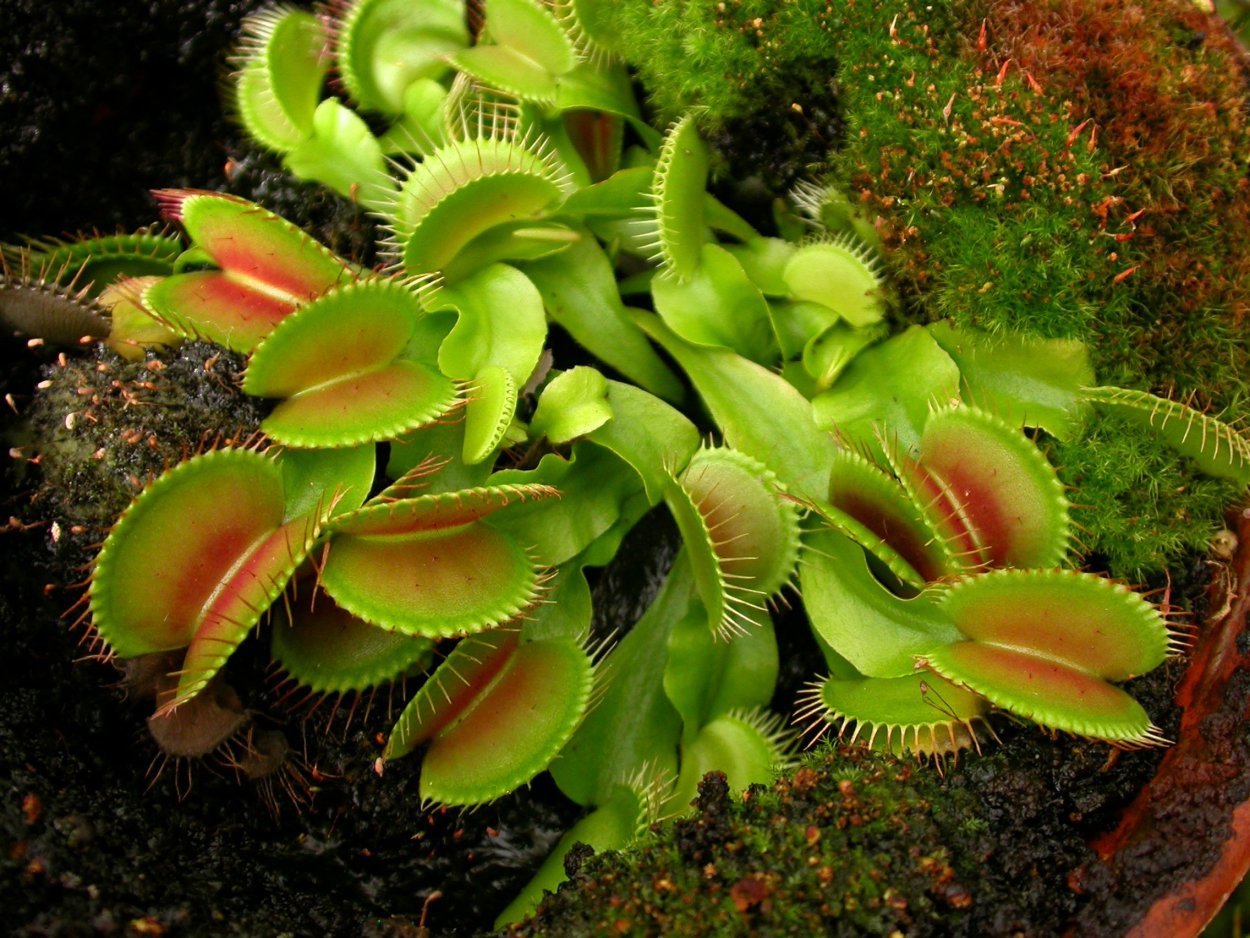 Мирт цветок комнатный