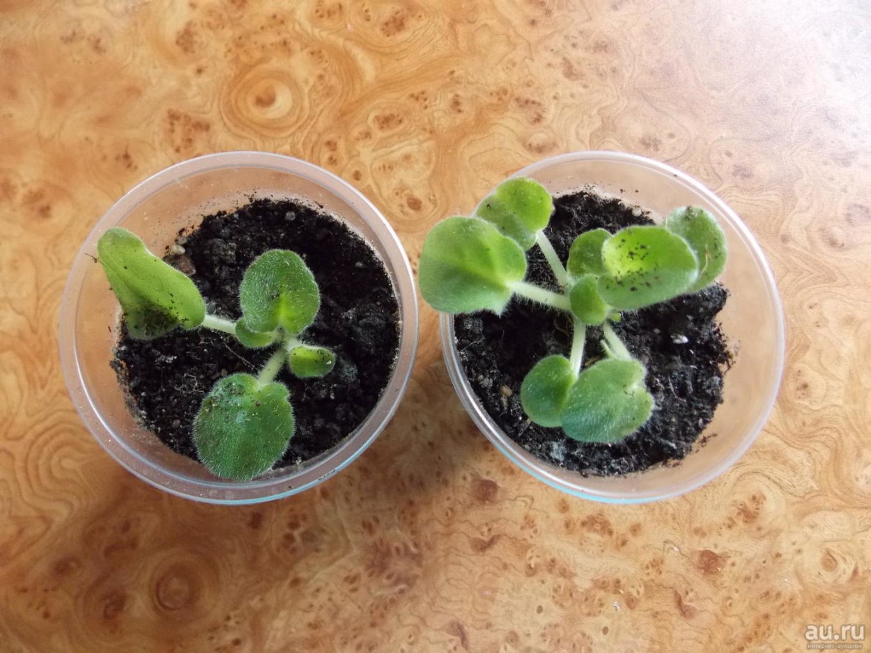 Крапива Онгаонга