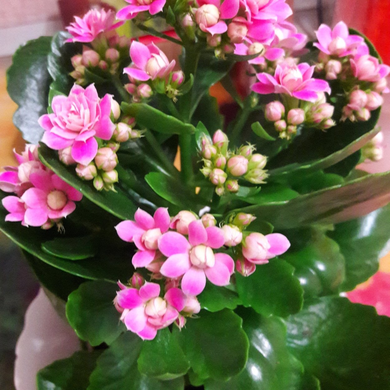 Цветы каланхоэ Дегремона