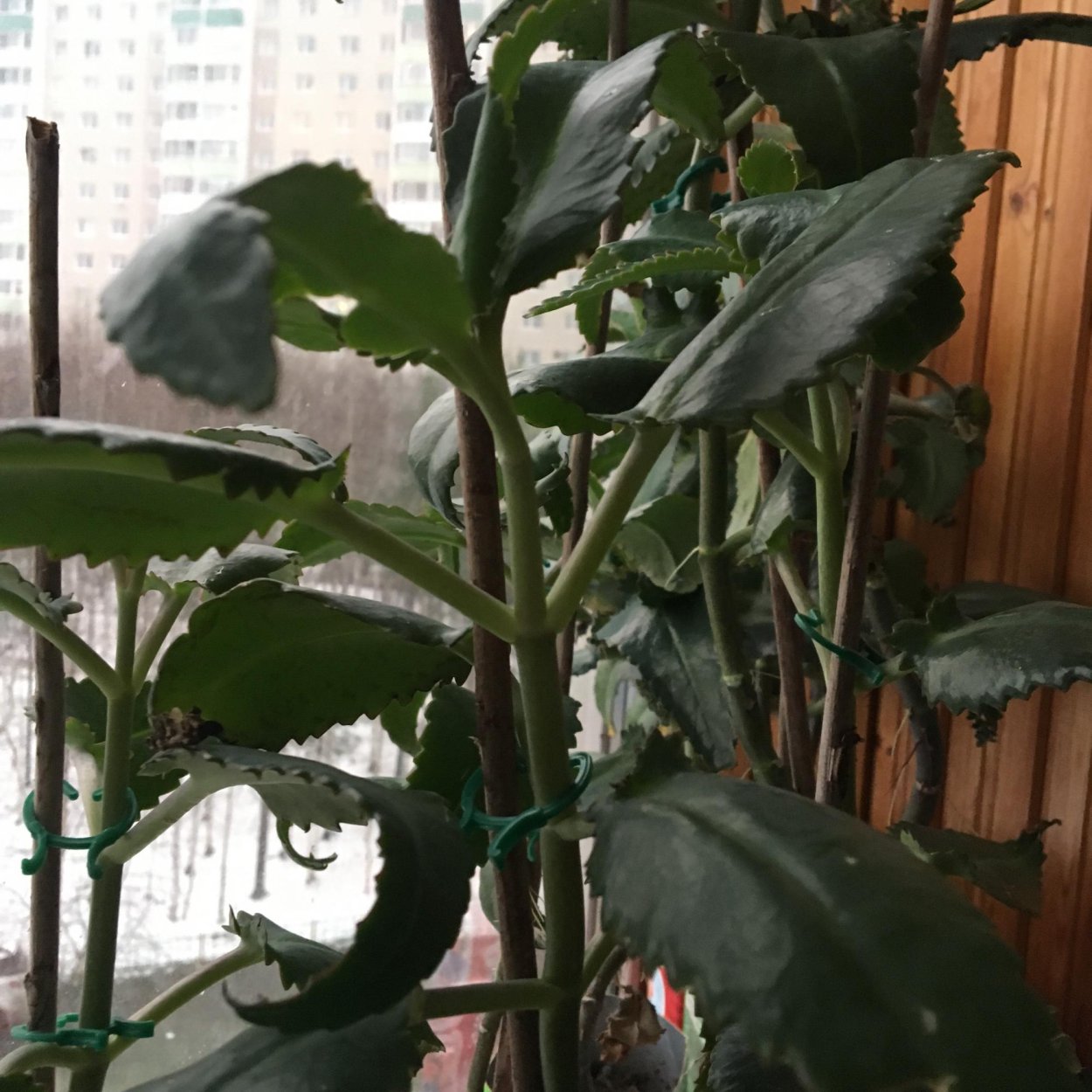 Каланхоэ лечебное