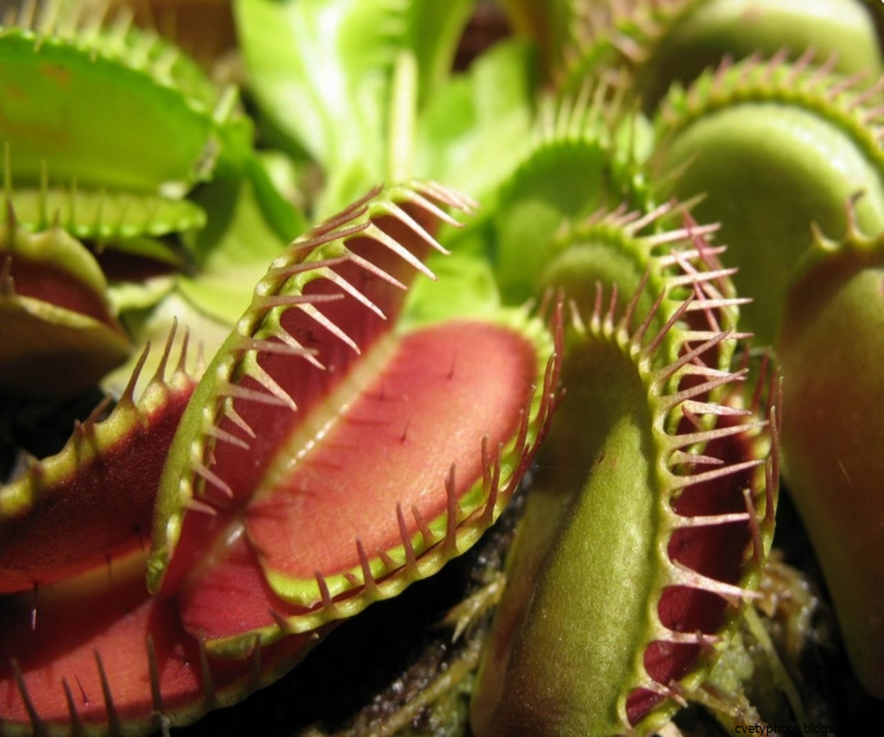 Каланхоэ Блоссфельда