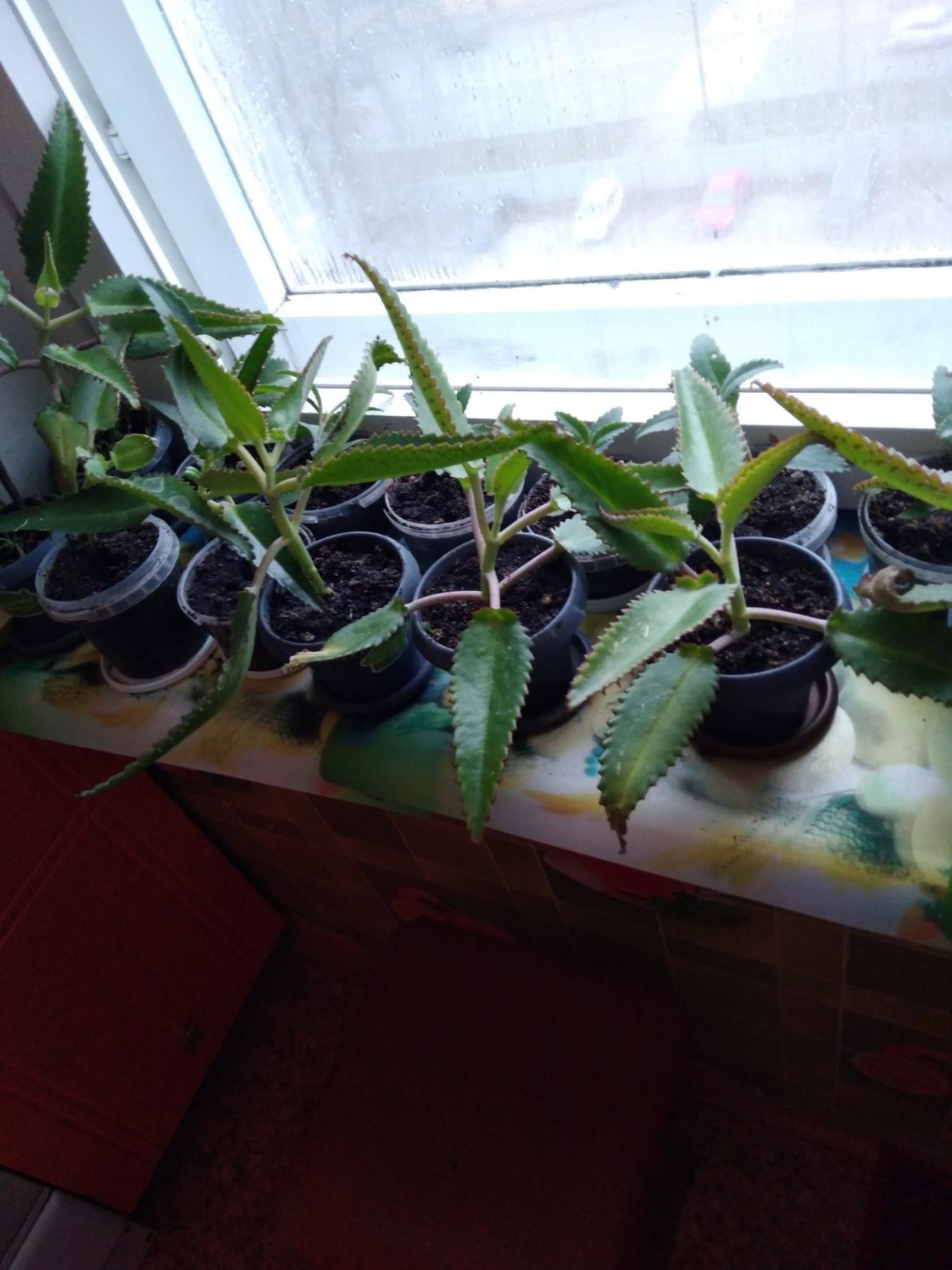 Каланхоэ чихать