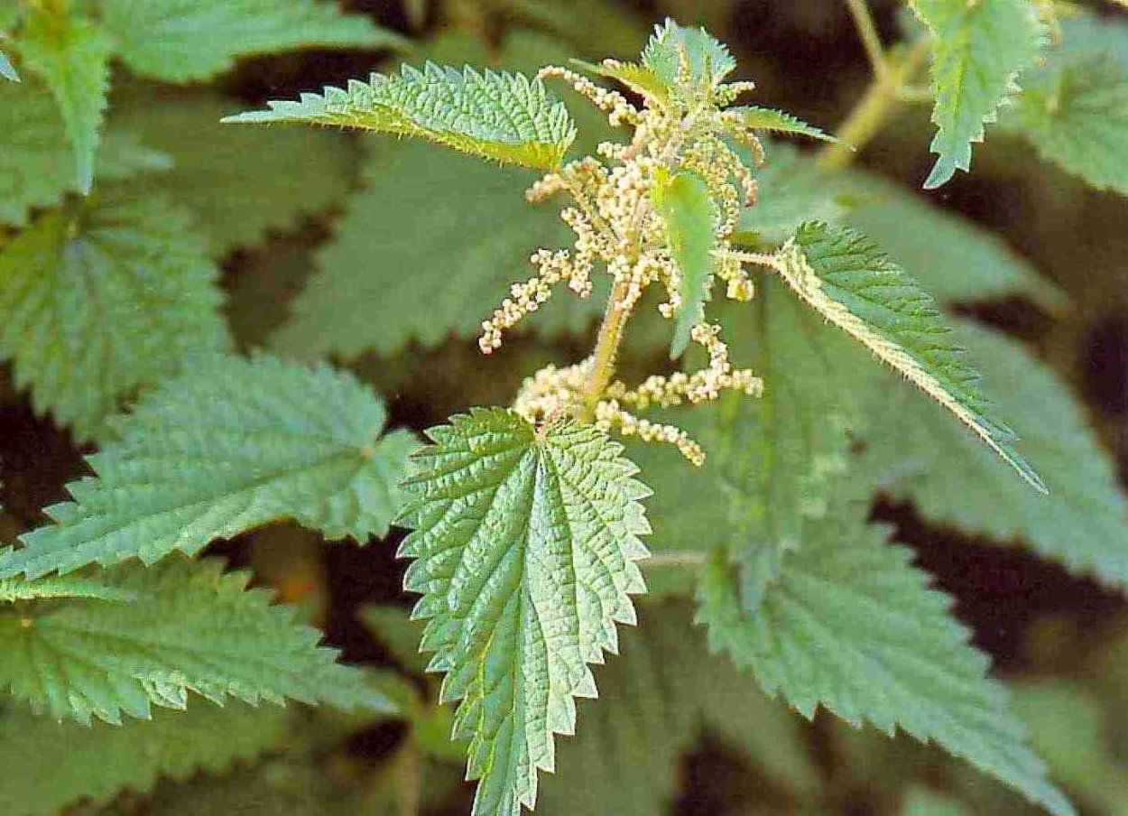 Каланхоэ Блоссфельда каландива