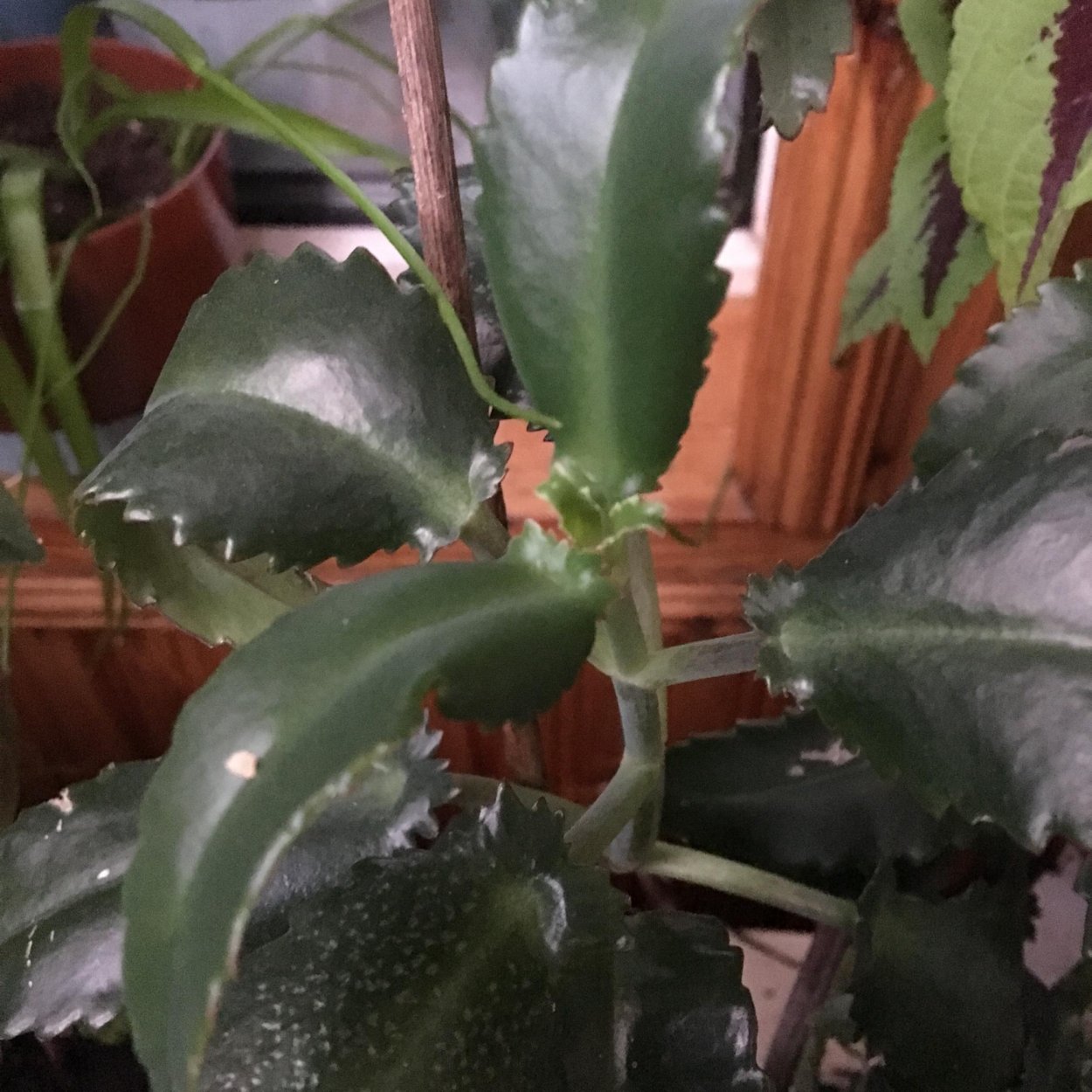 Цветок Чихун