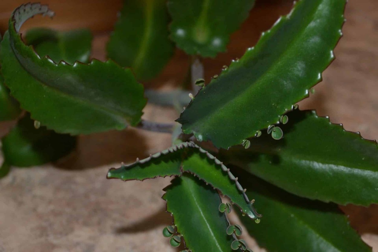 Каланхоэ пильчатолистное (Kalanchoe serratifolium)
