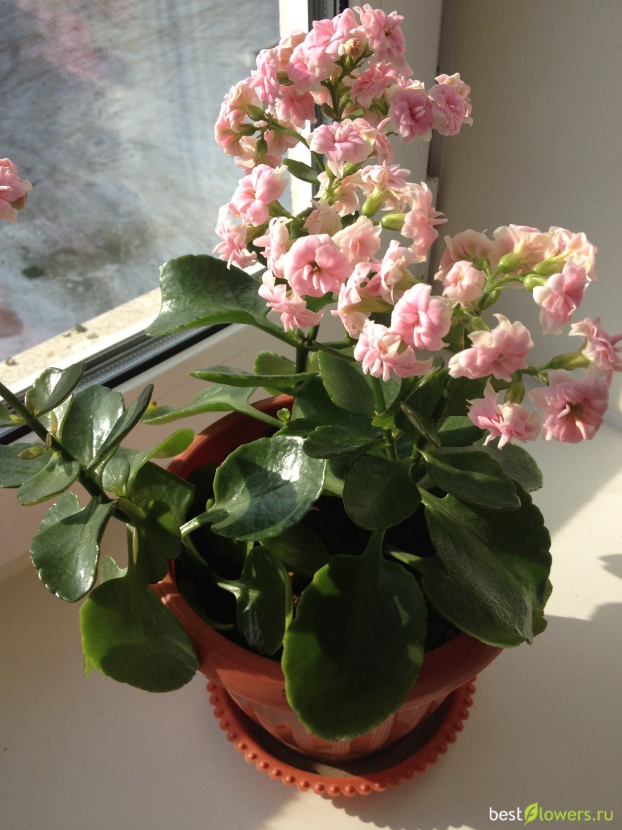 Сок растения каланхоэ