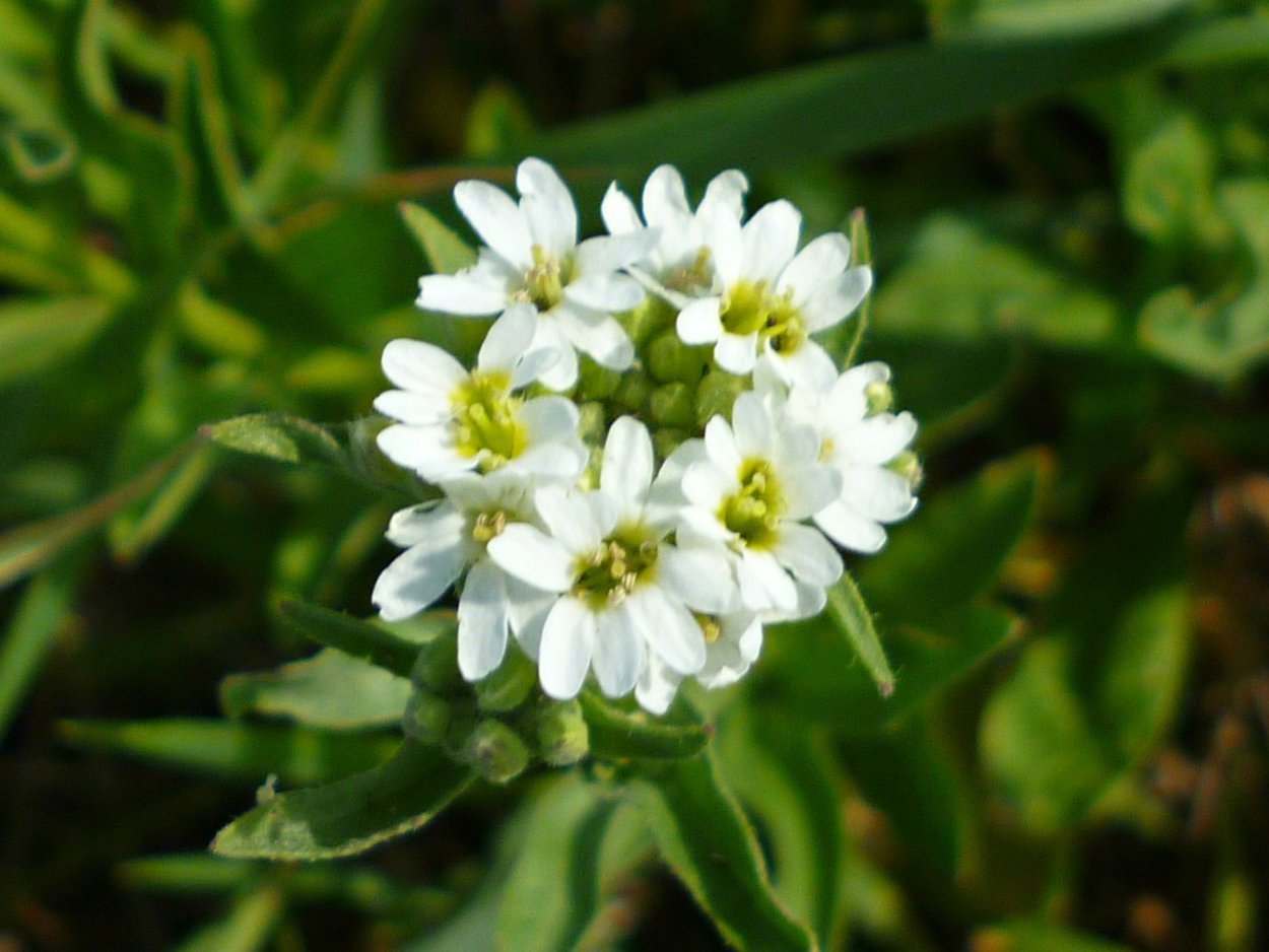 Икотник серый сухоцвет