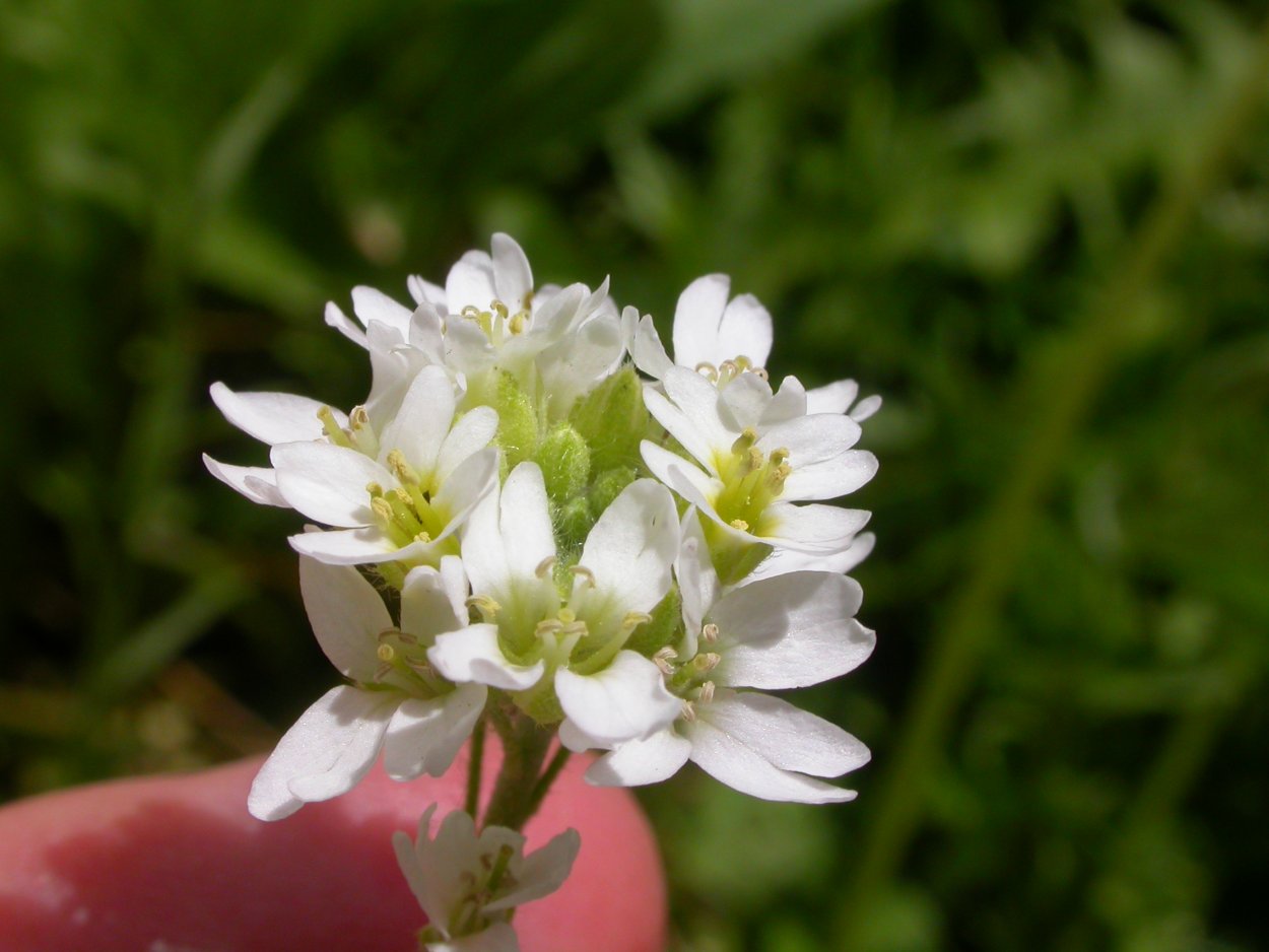 Икотник скальный