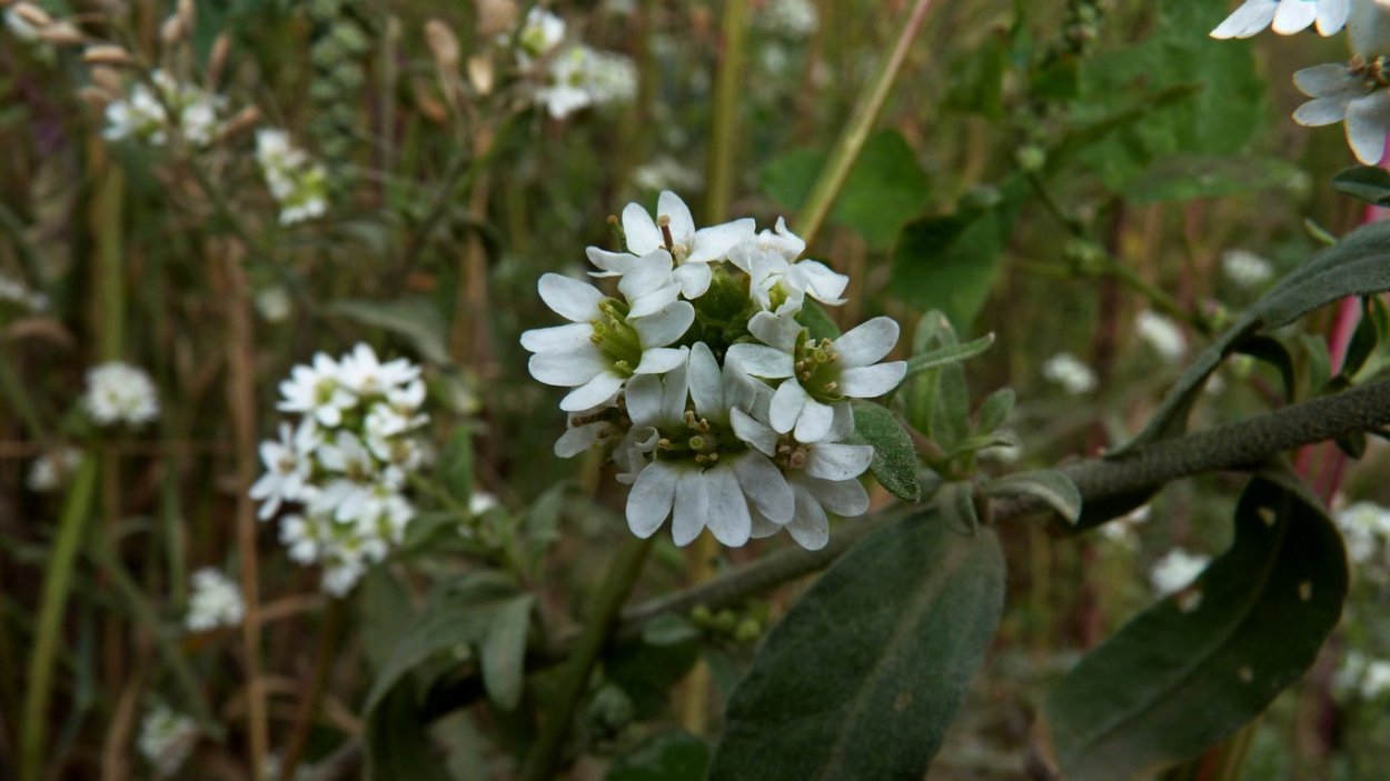 Хорст трава Икотник серый 50 г