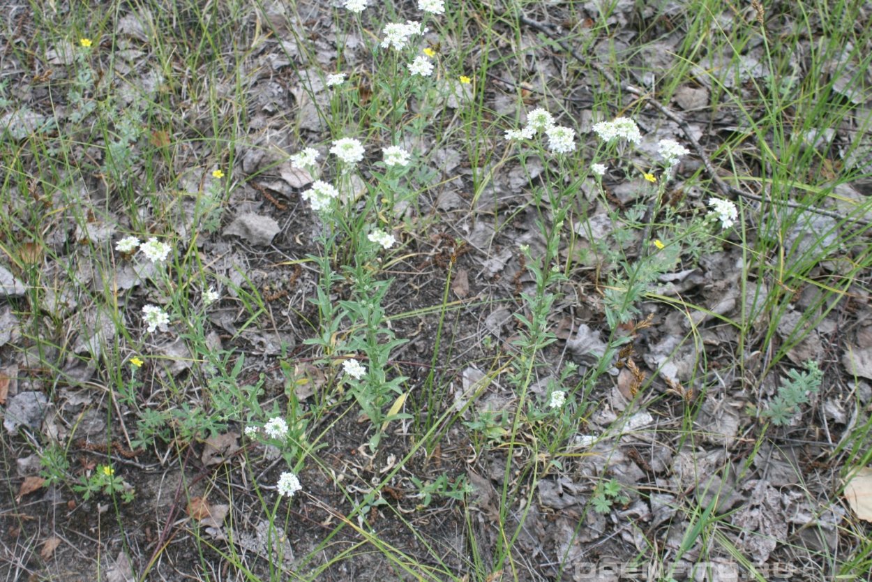 Цветы кашка фото и настоящее название