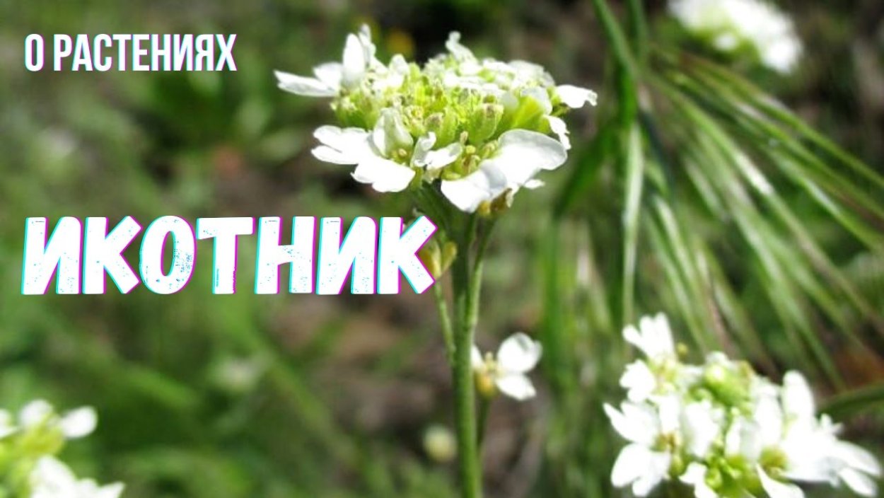 Икотник серый Плантариум