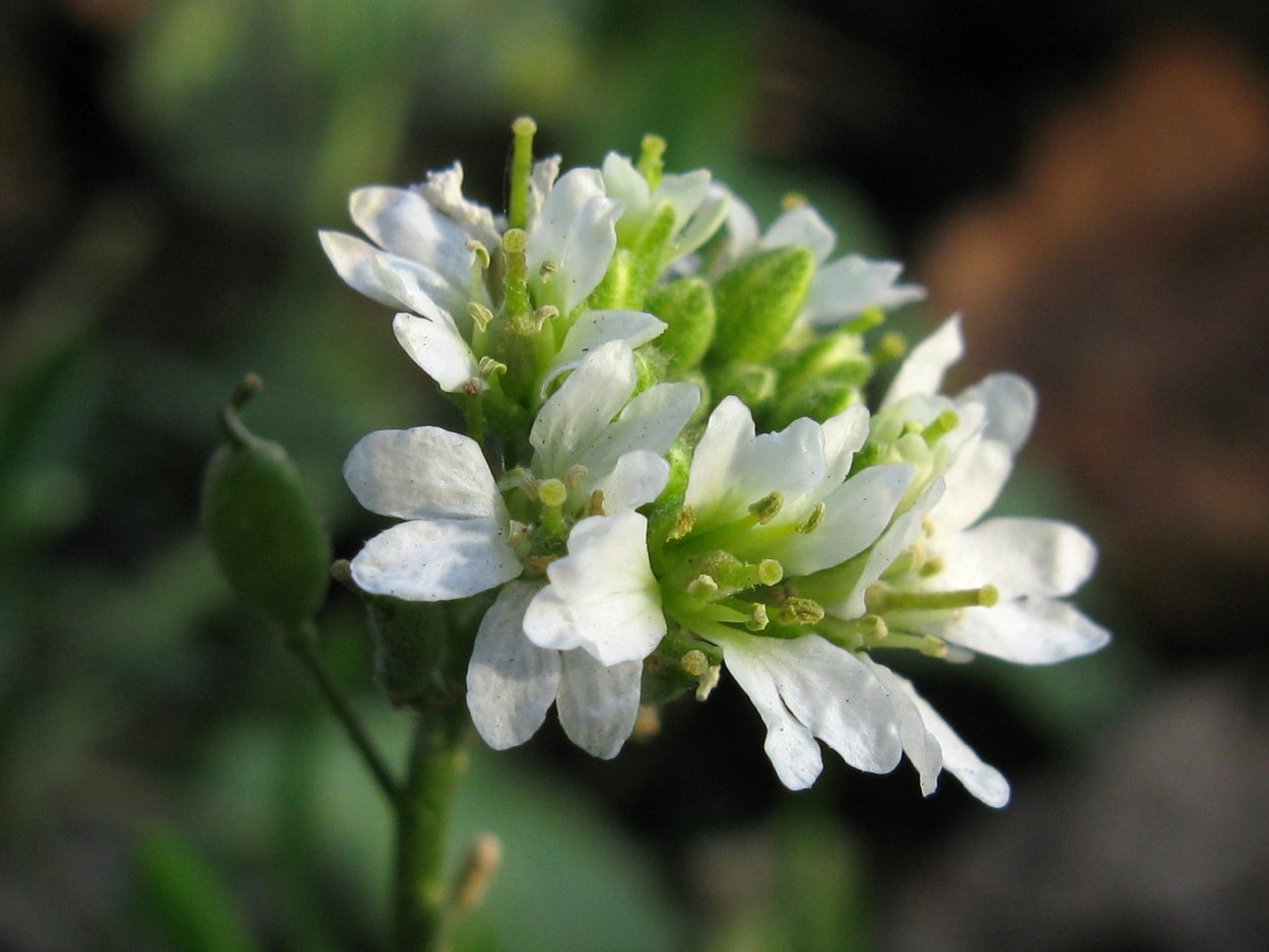 Икотник серо-зеленый — Berteroa incana